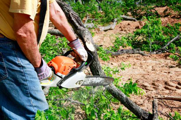 Trusted Helemano, HI  Tree Services Experts